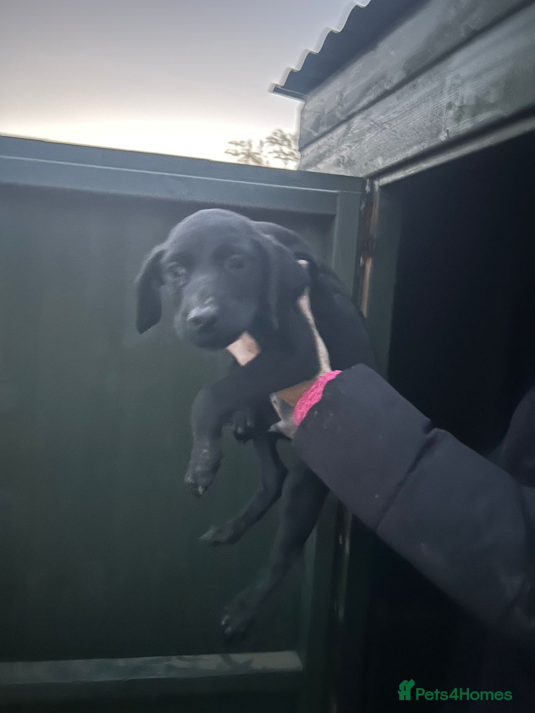 Mixed Breed dogs for sale: Saluki puppies - Advert 6