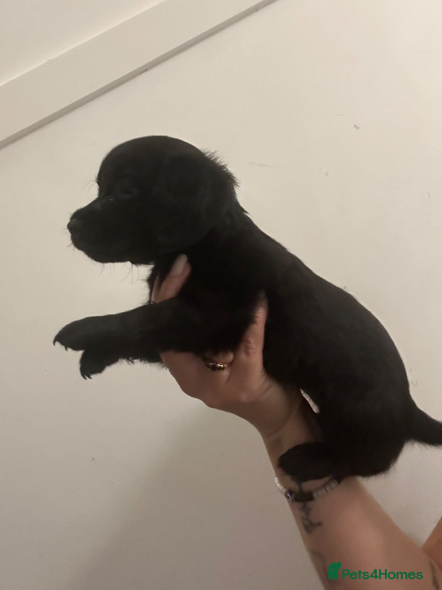 Cocker Spaniel dogs Cocker spaniel puppies  - Advert 3