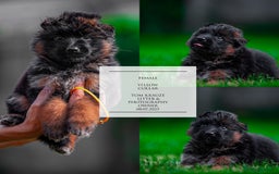 German Shepherd dogs for sale: 😍Little Paws Big Heart😍gsd puppies longhaired😍 - Image 5