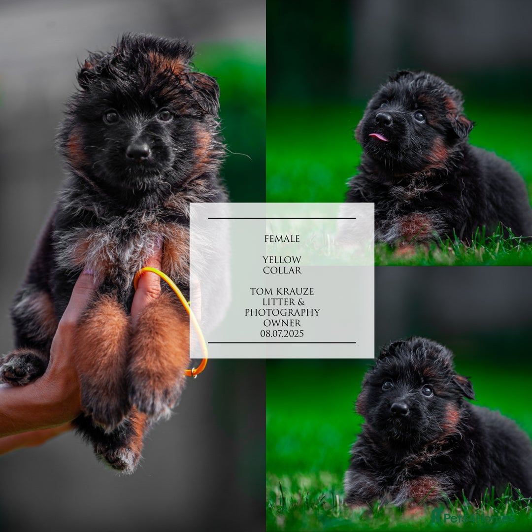 German Shepherd dogs for sale: 😍Little Paws Big Heart😍gsd puppies longhaired😍 - Image 5