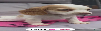Cocker Spaniel 1