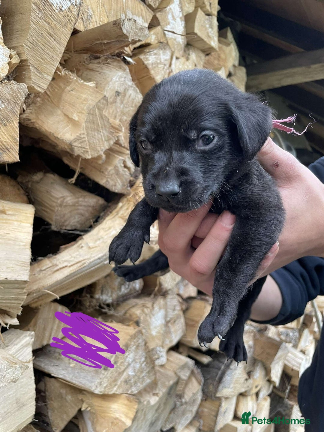 Labrador Retriever dogs for sale: KC Registered Black Labrador puppies   - Image 3