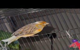 Mixed Breed birds for sale: Goldfinch mule  - Image 1