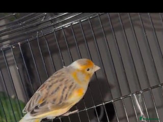 Mixed Breed birds Goldfinch mule - Advert 5