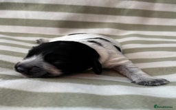 Cocker Spaniel dogs for sale: Beautiful Cocker Spaniel Puppies - Advert 18