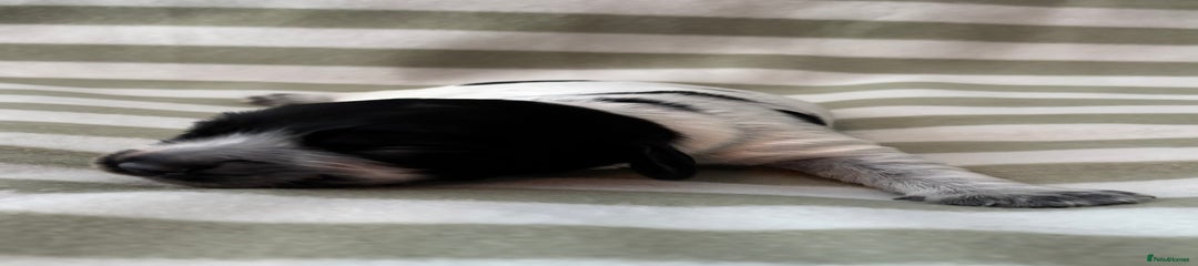 Cocker Spaniel Puppy 5