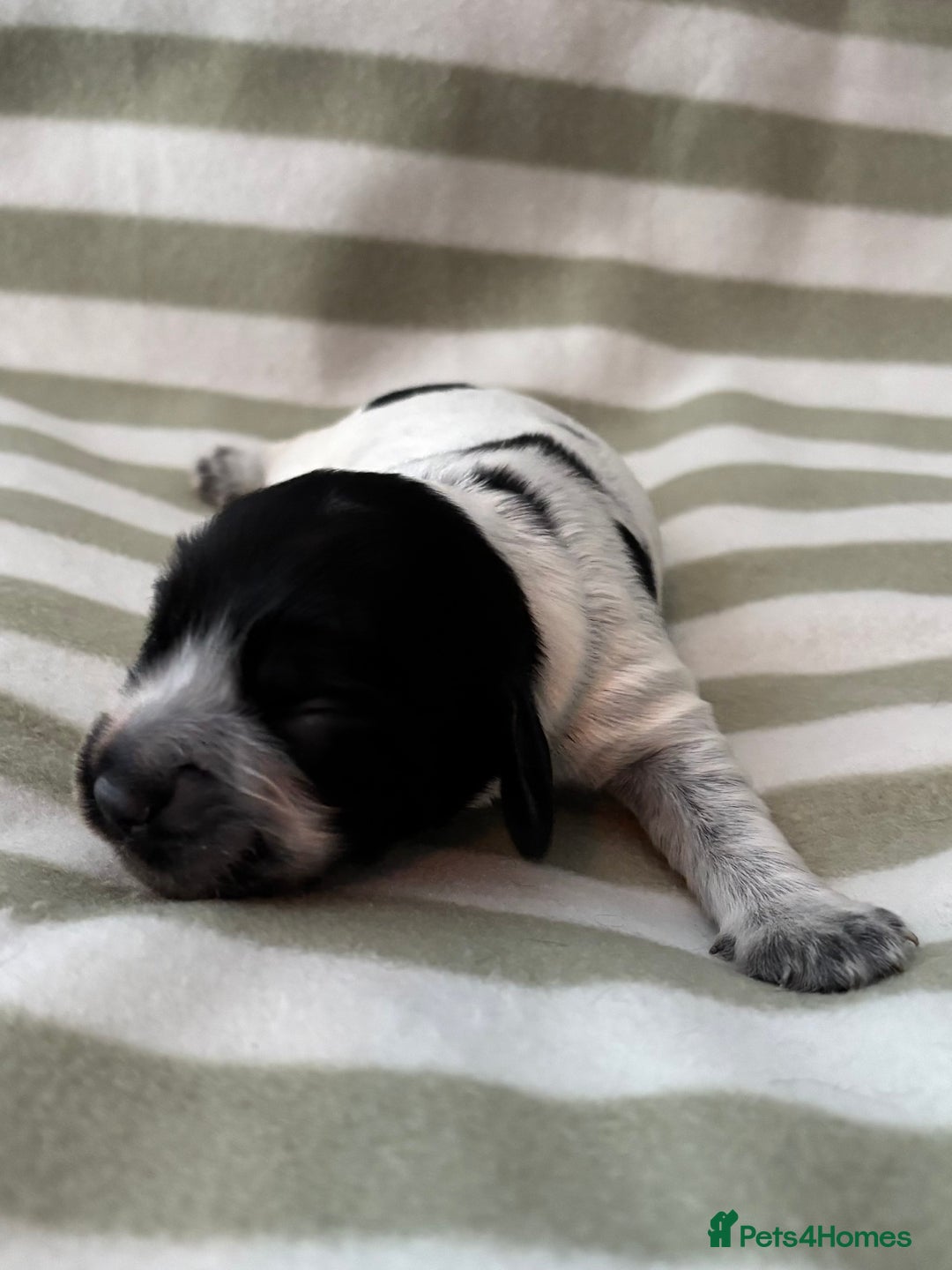 Cocker Spaniel dogs for sale: Beautiful Cocker Spaniel Puppies - Advert 18