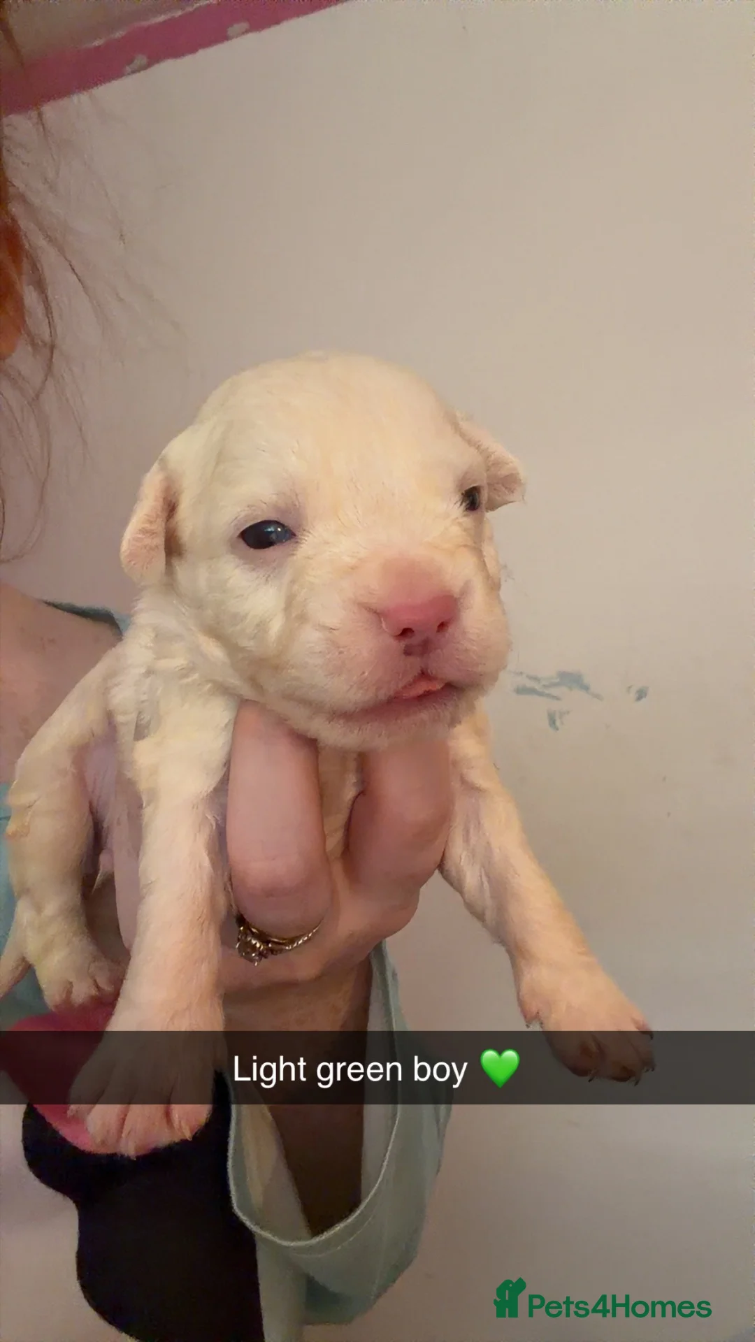 American Bully dogs for sale: American bully puppies for sale  in Middlesbrough - Advert 21