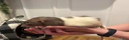 Rat rodents for sale: 4rats & full cage set up  - Advert 6