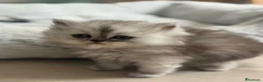 Persian 2