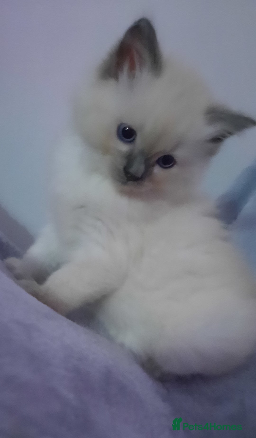 Ragdoll cats for sale:  loved Ragdoll kittens Full Breed - Image 16