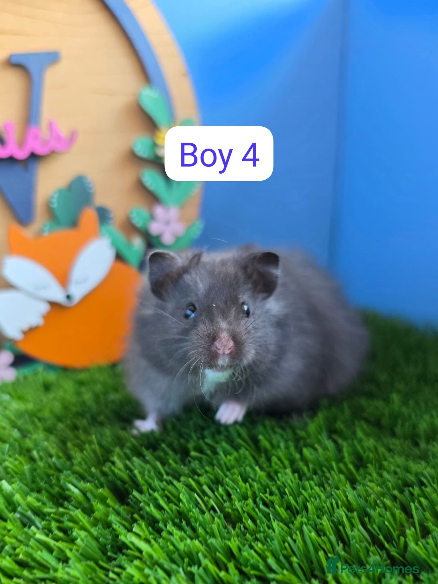 Hamster rodents Syrian Hamster Baby Male Female Pedigree Boy Girl - Advert 2