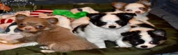 Chihuahua dogs for sale: Long coat chihuahua puppies  - Advert 1