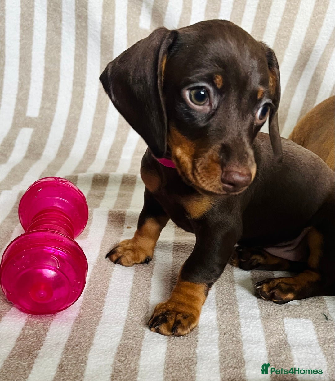 Miniature Dachshund dogs for sale: Miniature dachshunds READY for forever home 🐶🤎 - Image 7