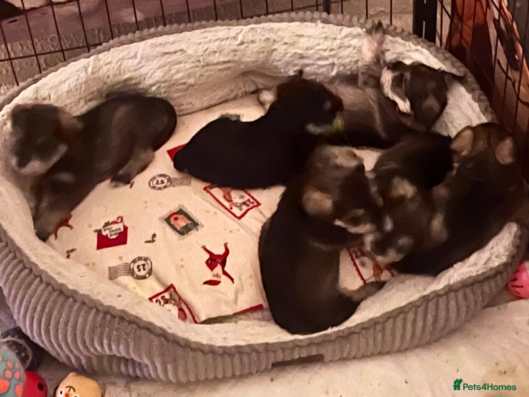 Miniature Schnauzer dogs for sale: 🤎🖤🩶Stunning Miniature Schnauzer Pups🩶🖤🤎 - Advert 3