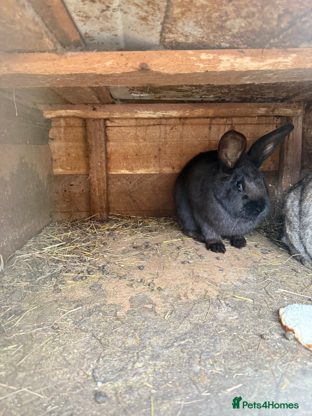 Californian rabbits for sale: Rabbits for you  - Advert 10