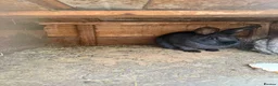 Californian rabbits for sale: Rabbits for you  - Advert 10
