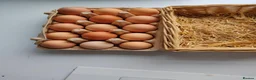 Chickens poultry for sale: Fertile chicken eggs for sale. - Advert 8