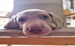 Weimaraner dogs for sale: KC reg Weimaraner pups - Image 11