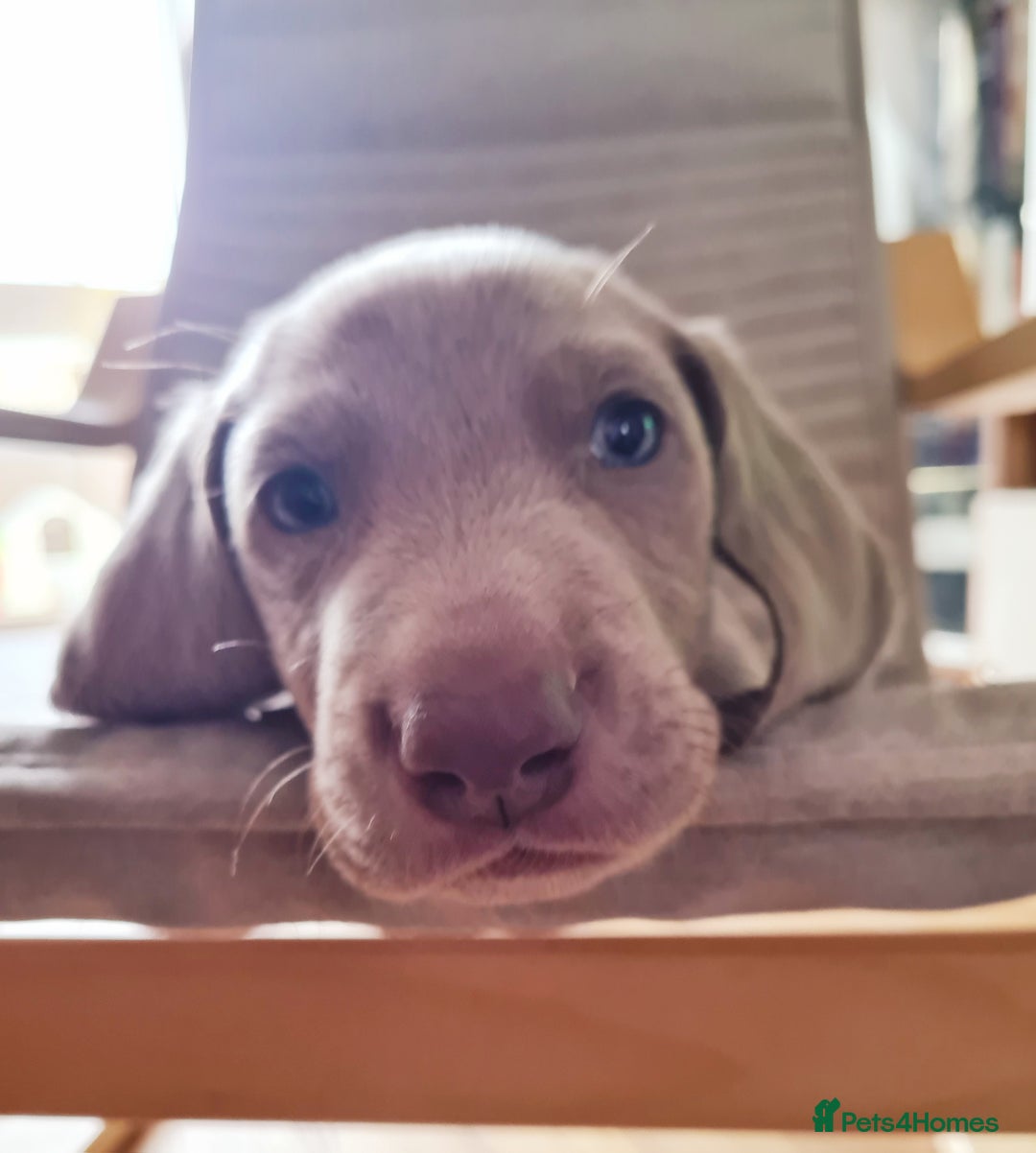 Weimaraner dogs for sale: KC reg Weimaraner pups - Image 11