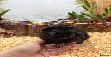 Guinea Pig rodents - Advert 4