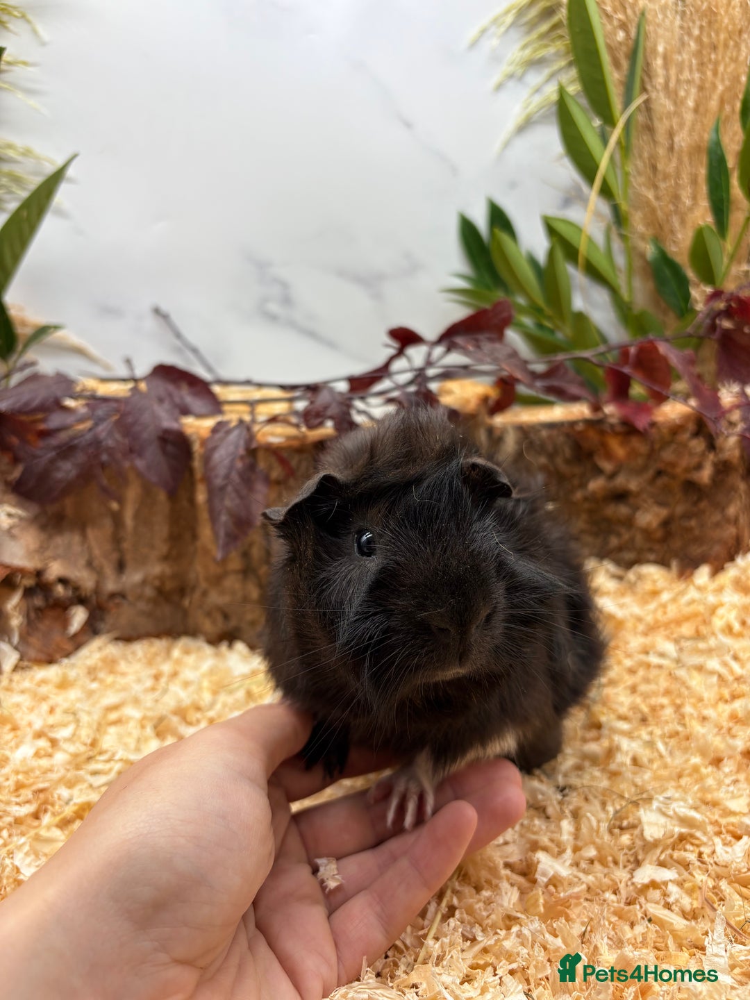 Guinea Pig rodents for sale: 🏡🐹 Multiple pretty Boys available 🐹🏡 - Image 2