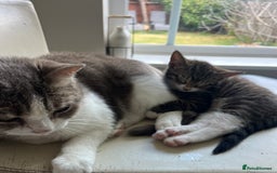 Mixed Breed cats for sale: 1 x Stunning Beautiful Girl Kitten Ready NOW - Image 17