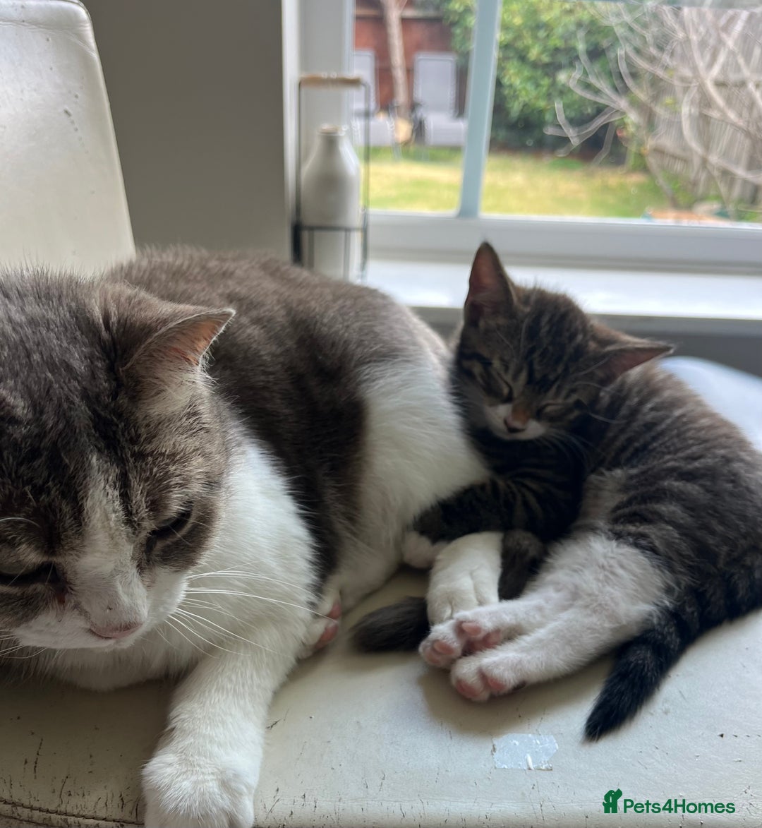 Mixed Breed cats for sale: 1 x Stunning Beautiful Girl Kitten Ready NOW - Image 17