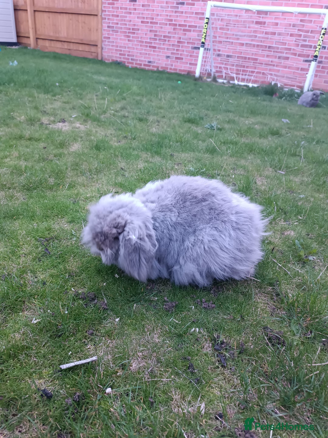 Mini Lion Lop rabbits for sale: Mini lion head lop male - Image 6
