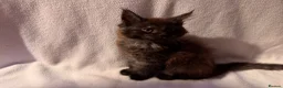 Maine Coon cats for sale: Stunning Maine coon kittens  - Advert 6