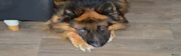 German Shepherd dogs for sale: 4 year old German shepherd male in Holyhead - Advert 2