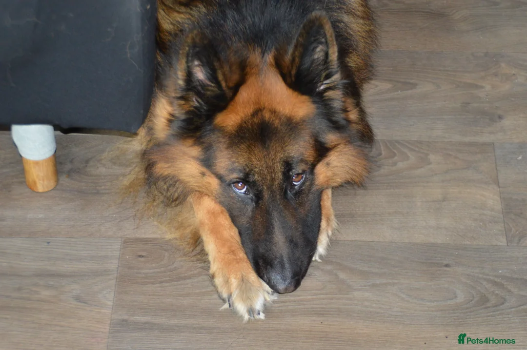 German Shepherd dogs for sale: 4 year old German shepherd male in Holyhead - Advert 2
