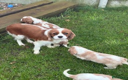 Cavalier King Charles Spaniel dogs for sale: ✨Adorable King Charles Cavalier Puppies✨READY NOW✨ - Advert 3