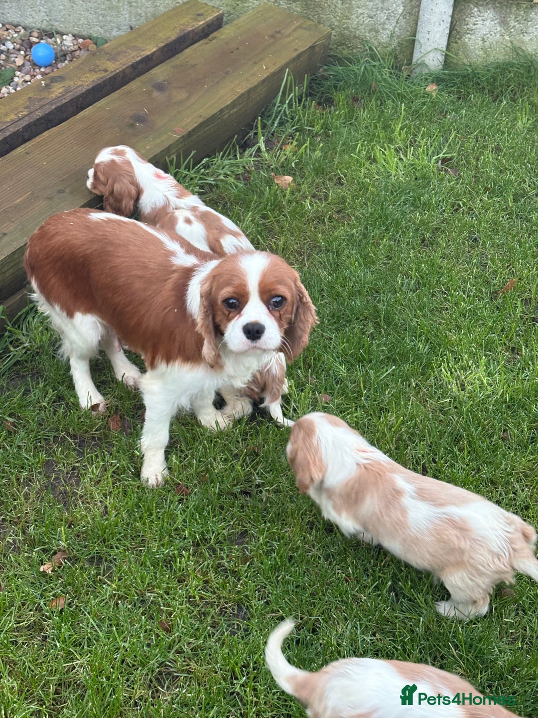 Cavalier King Charles Spaniel dogs for sale: ✨Adorable King Charles Cavalier Puppies✨READY NOW✨ - Advert 3