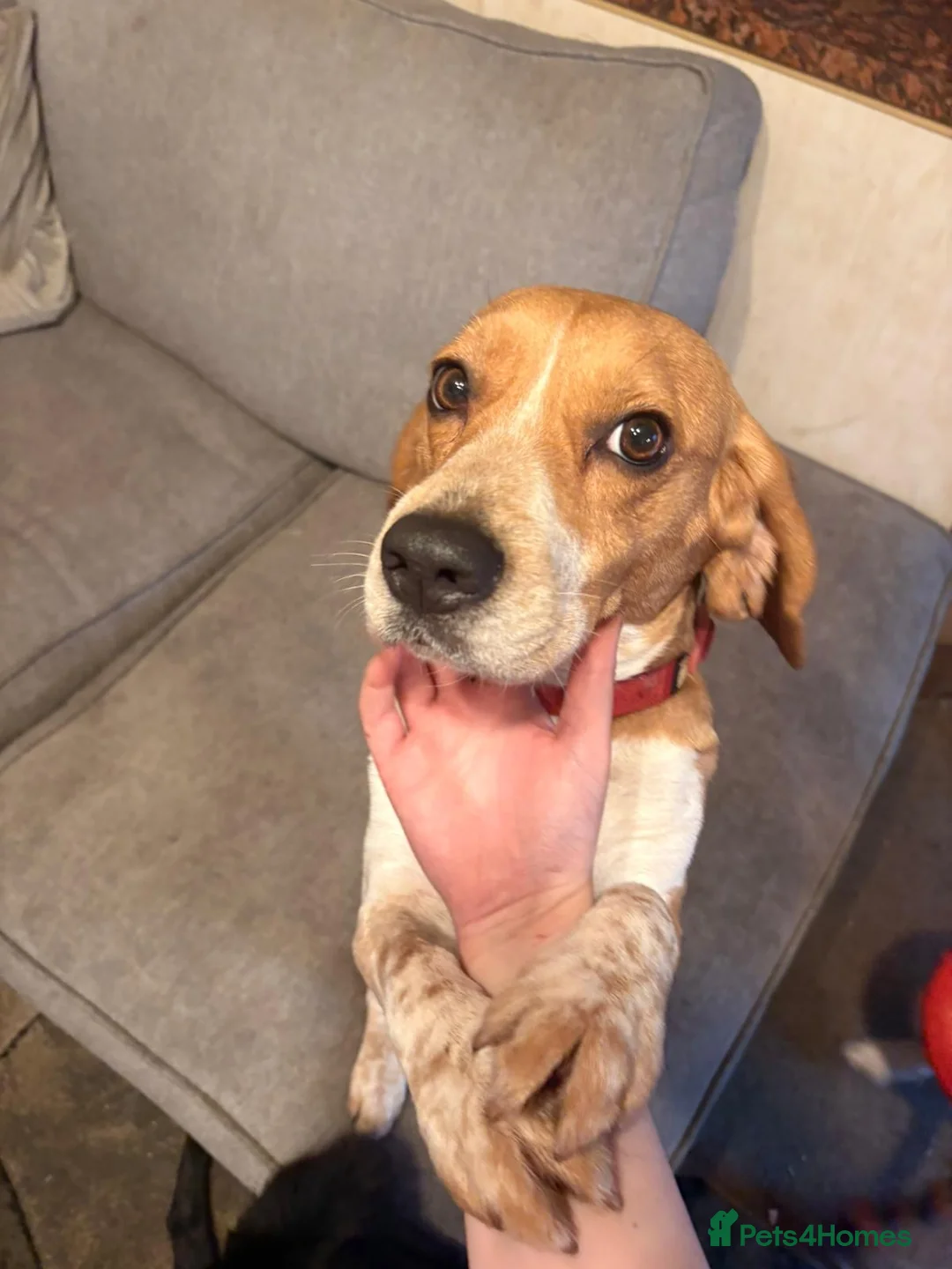 Beagle dogs for sale: Beagle needs new home in Wisbech - Advert 4