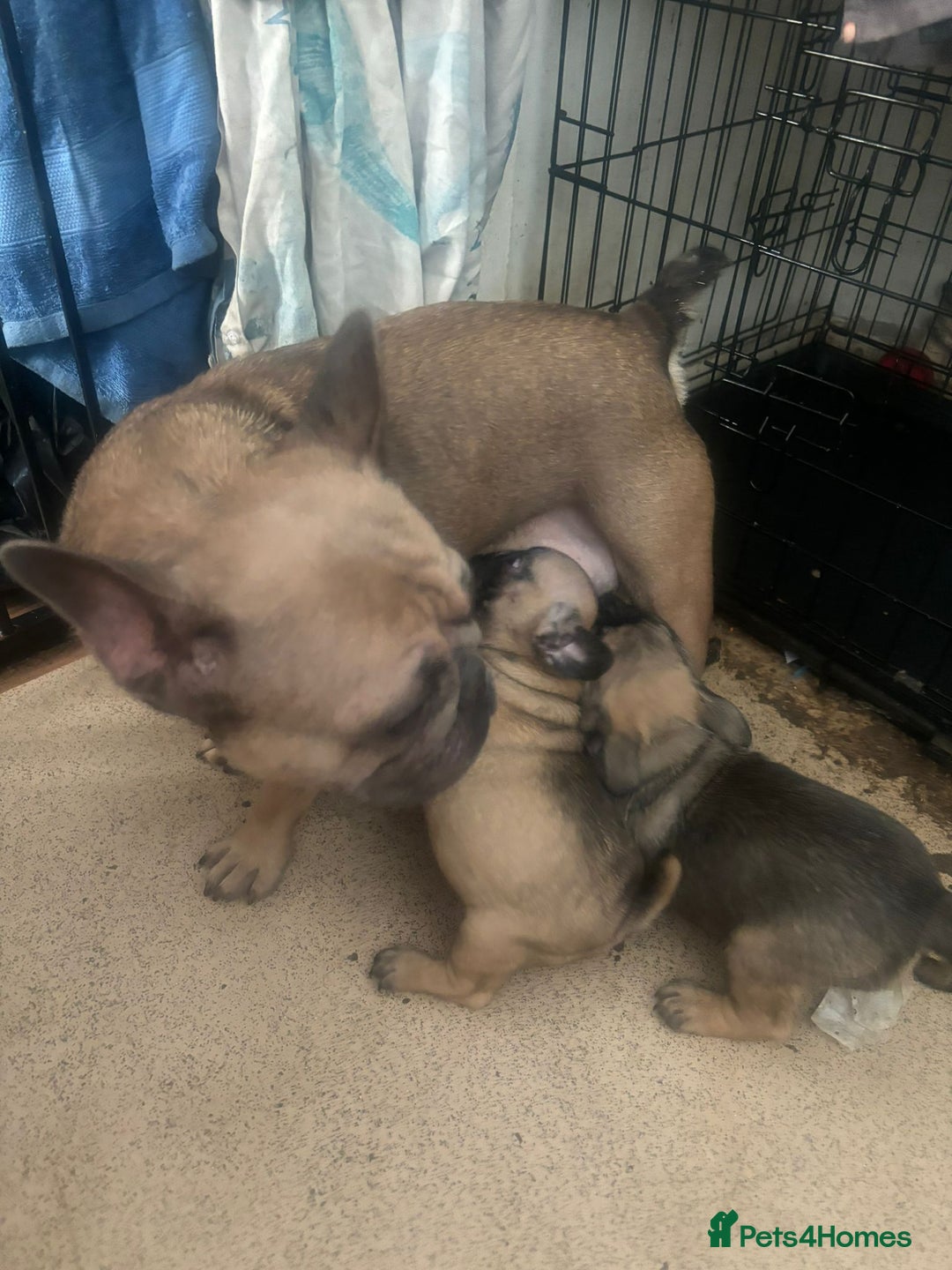 Frug dogs for sale: Frug Puppies - Image 2