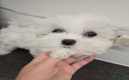 Maltese dogs for sale: 50%KOREAN KC Little Girl  - Image 3
