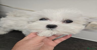 Maltese dogs - Advert 16