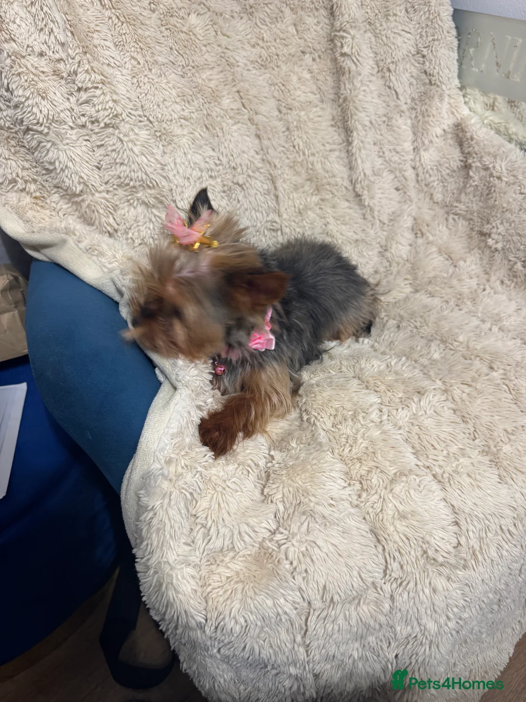 Yorkshire Terrier dogs for sale: Meet Nina -Quiet and Sweet Yorkie 💕 - Advert 2