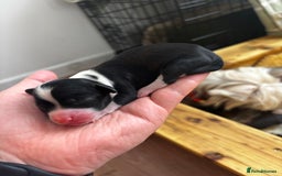 Chinese Crested dogs for sale: Chinese crested powderpuff ready September 12th - Image 5