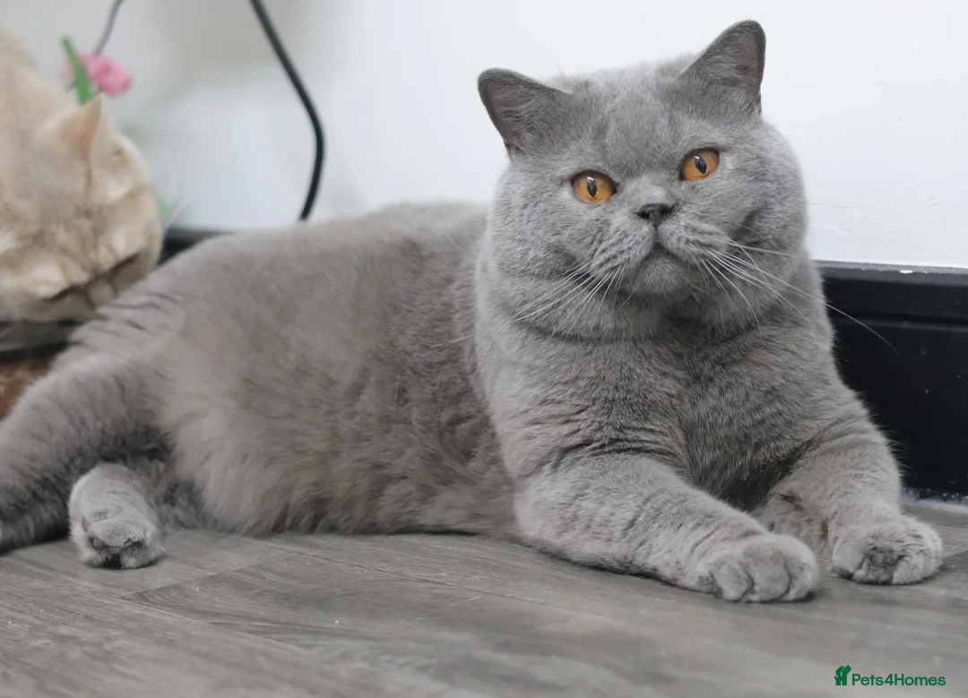 British Shorthair cats for sale: PEDIGREE REGISTERED CHUNKY BRITISH SHORTHAIRS - Advert 21