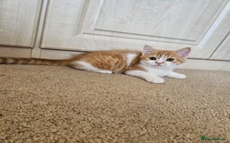 Scottish Fold cats for sale: Adorable Scottish fold Straight Ears Kittens - Image 12