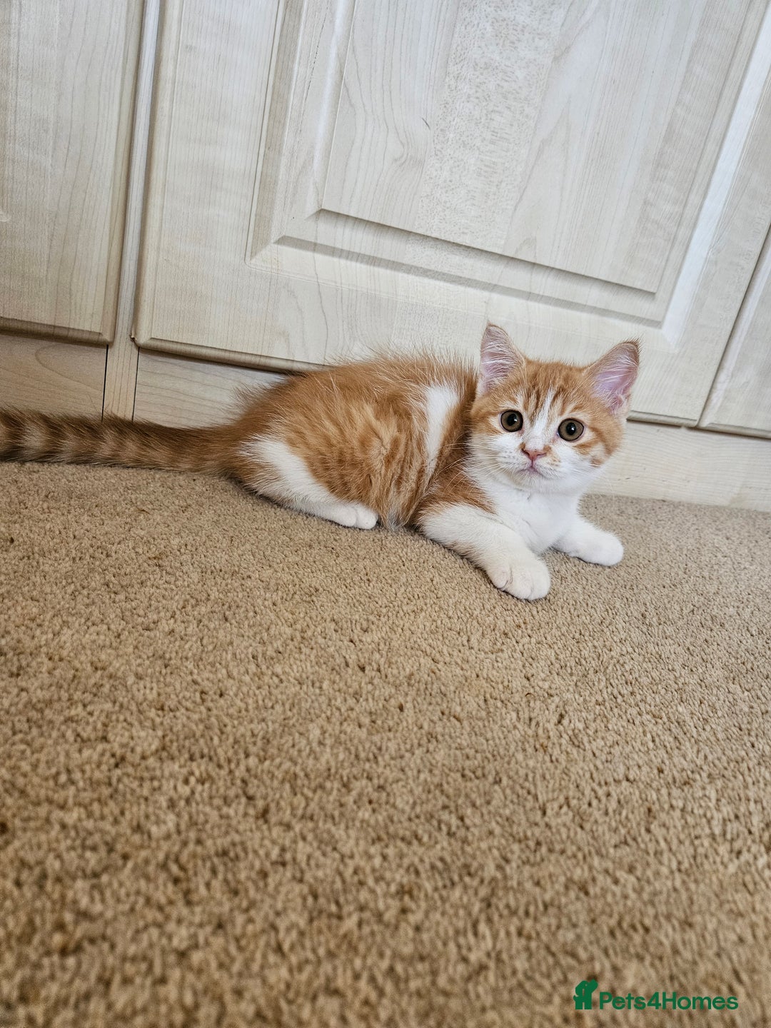 Scottish Fold cats for sale: Adorable Scottish fold Straight Ears Kittens - Image 12