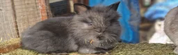 Lionhead rabbits for sale: Cute fluffy friendly lionhead babies-3boys 2girls  - Advert 4