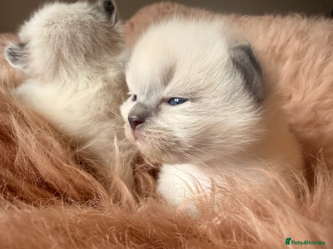 Ragdoll cats for sale: Stunning ragdoll babies! 😻😽 - Advert 17