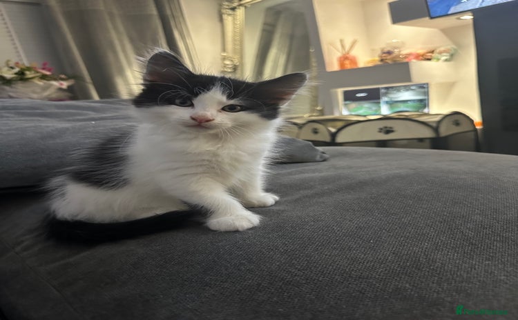 Mixed Breed cats - Advert 4