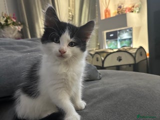 Mixed Breed cats - Advert 20