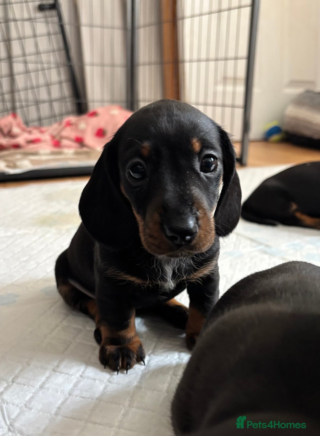 Miniature Dachshund dogs for sale: *REDUCED* 2 stunning female pups left - Image 21