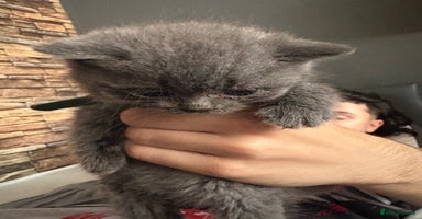 British Shorthair cats - Advert 4