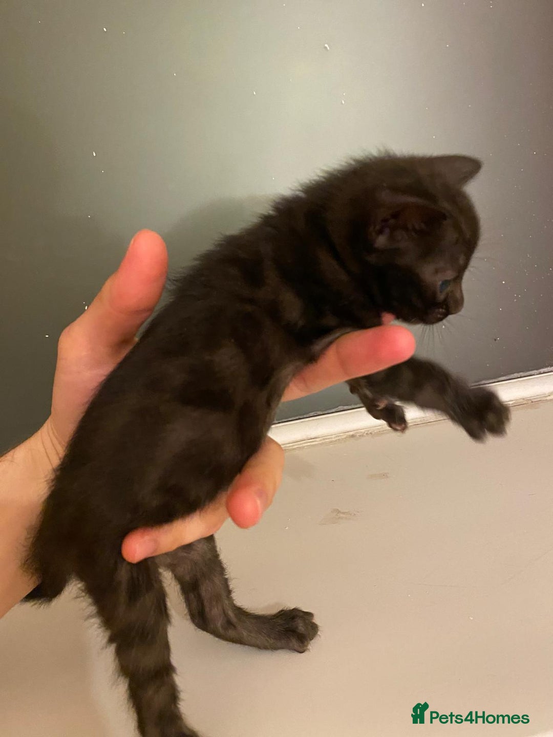 Bengal cats for sale: 🔥✨ Pedigree TICA-Registered Bengal Kittens - Image 40